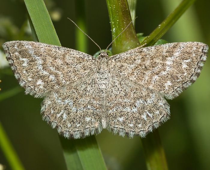 Marmorierter Kleinspanner (Scopula immorata)