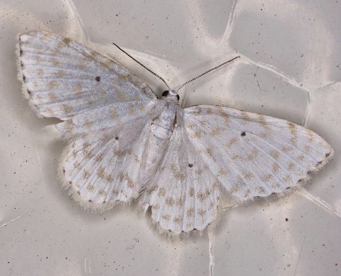 Weier Hartriegel-Zierspanner (Asthena anseraria)