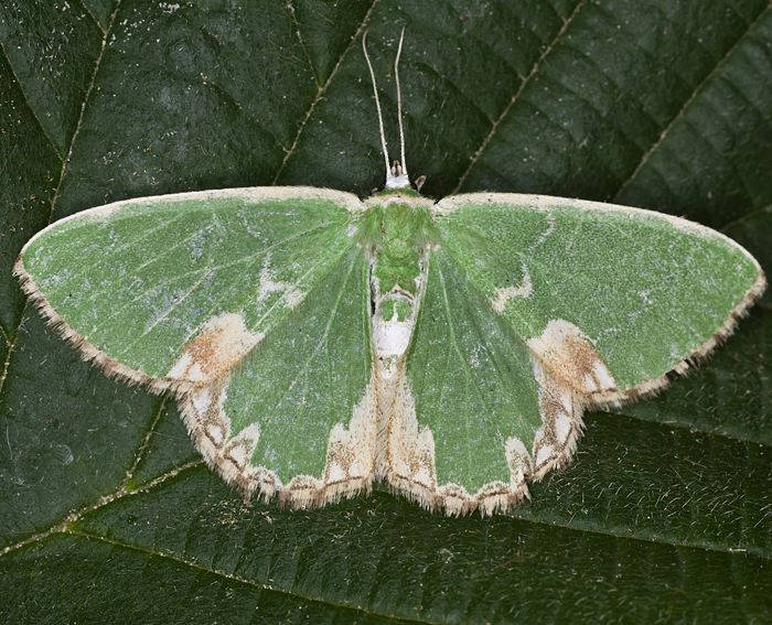 Pustelspanner (Comibaena bajularia)