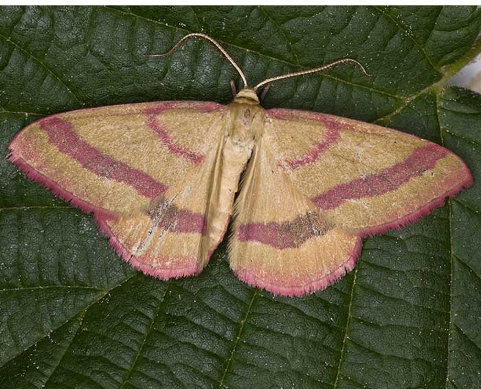 Besenginster-Rotrandspanner (Rhodostrophia calabra)