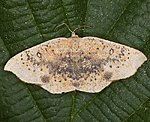 Sdlicher Ahornspanner (Cyclophora lennigiaria) [1730 views]