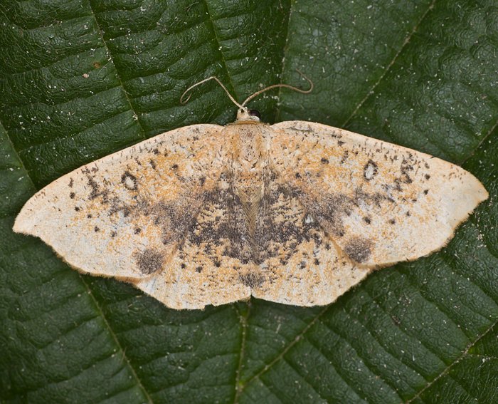 Sdlicher Ahornspanner (Cyclophora lennigiaria)