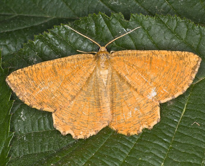 Schlehenspanner (Angerona prunaria)