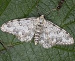 Fetthennen-Felsflur-Zwergspanner (Idaea contiguaria) [1635 views]