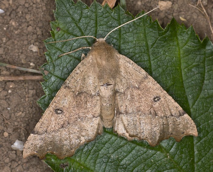 Doppelzahnspanner (Odontopera bidentata)