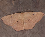 (Cyclophora puppillaria) [1901 views]