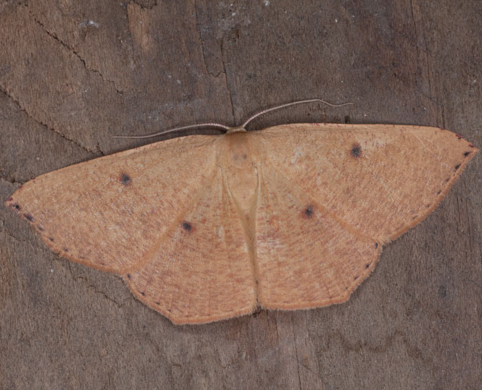 (Cyclophora puppillaria)