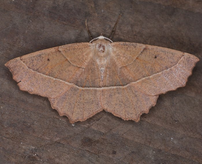 Rtlichbrauner Eichenspanner (Campaea honoraria)