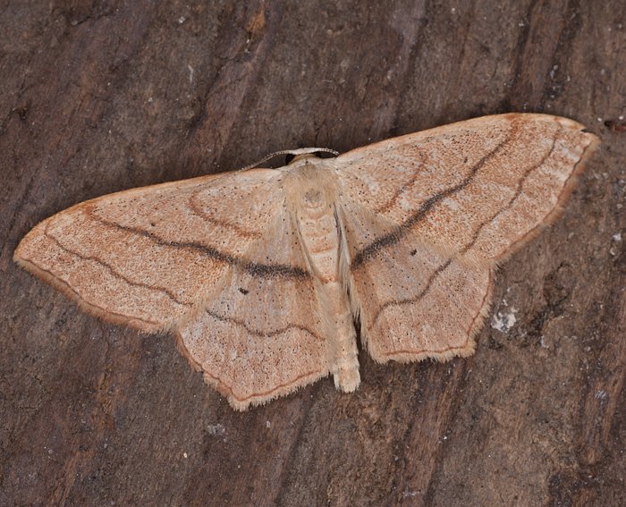 (Scopula imitaria)