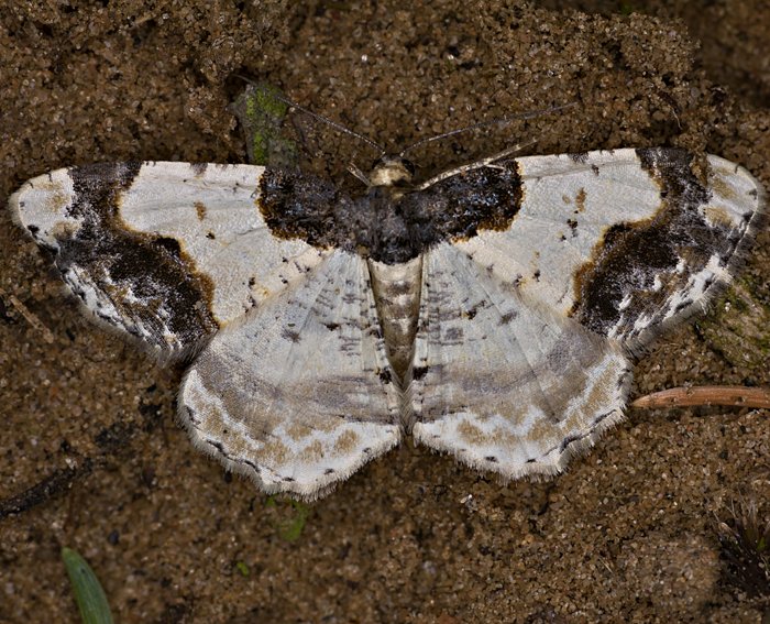 Pfaffenhtchen-Harlekin (Ligdia adustata)