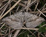 Zweipunkt-Wellenstriemenspanner (Scotopteryx bipunctaria) [1701 views]