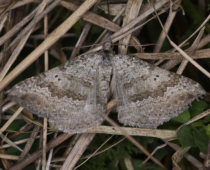 Zweipunkt-Wellenstriemenspanner (Scotopteryx bipunctaria)