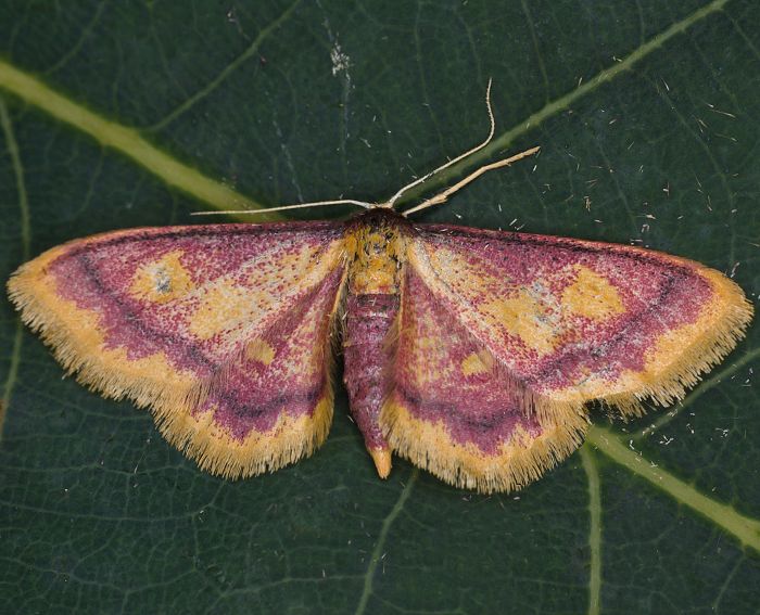 Purpurstreifen-Zwergspanner (Idaea muricata)