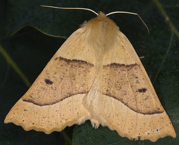 Heller Schmuckspanner (Crocallis elinguaria)