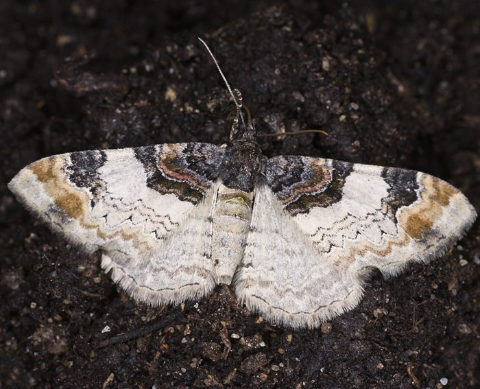 Braunbinden-Blattspanner (Catarhoe cuculata)