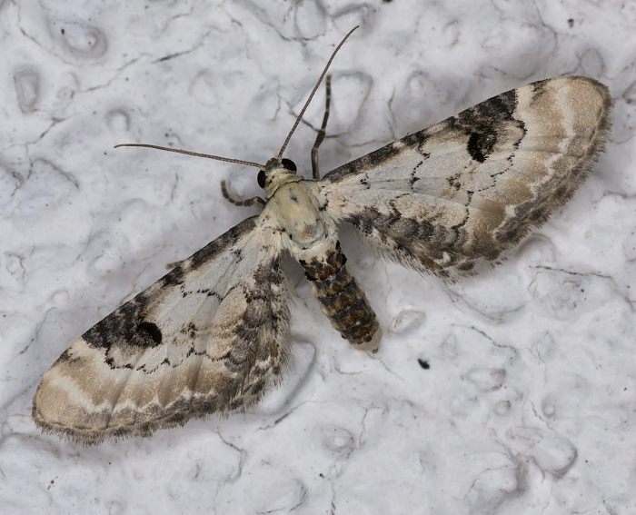 Mondfleckiger Bltenspanner (Eupithecia centaureata)