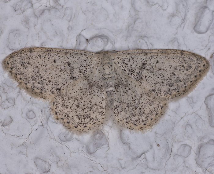 Randfleck-Kleinspanner (Scopula marginepunctata) Randfleck-Kleinspanner (Scopula marginepunctata)
