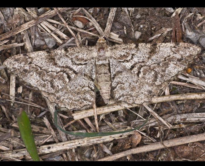 Nadelholz-Rindenspanner (Peribatodes secundaria)