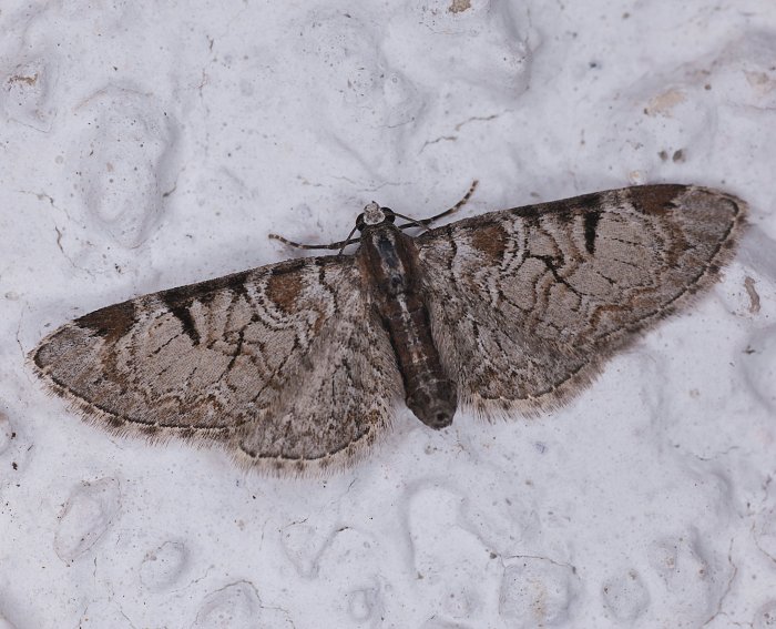 Obsthain-Bltenspanner (Eupithecia insigniata)