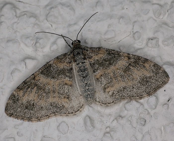 Grauer Lappenspanner (Lobophora halterata)