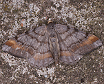 Violettgrauer Eckflgelspanner (Macaria liturata) [1830 views]