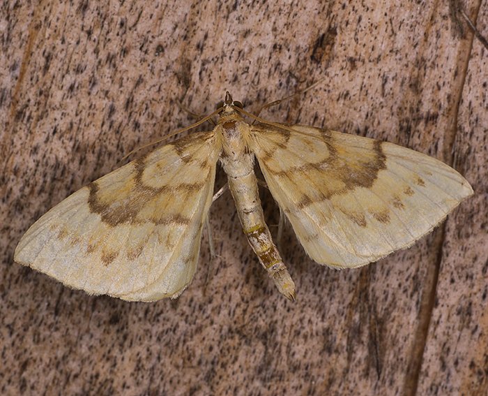 Schwefelgelber Haarbschelspanner (Gandaritis pyraliata)