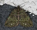 Heidelbeer-Palpenspanner (Hydriomena furcata) [1623 views]