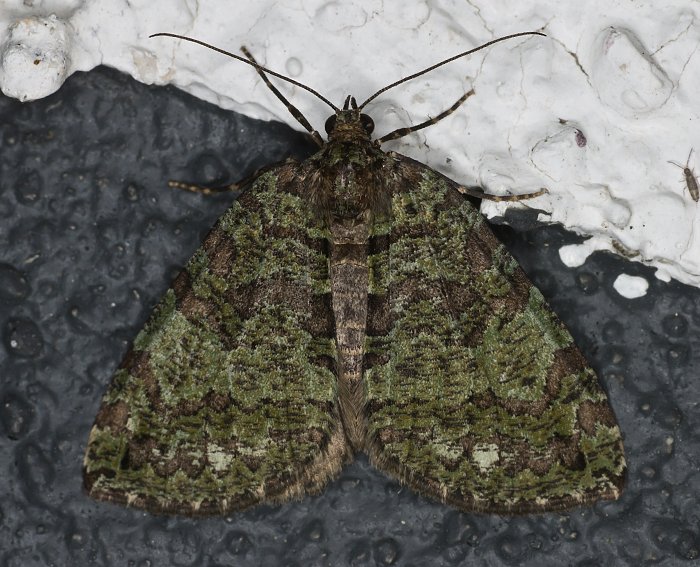 Heidelbeer-Palpenspanner (Hydriomena furcata)