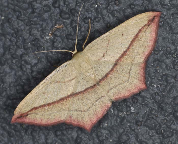 Ampferspanner (Timandra comae)