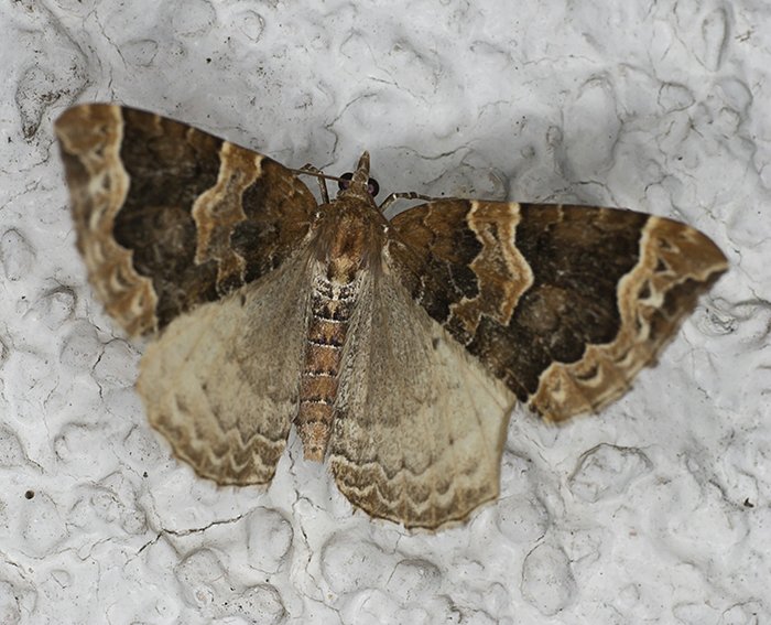 Dunkelbrauner Haarbschelspanner (Eulithis prunata)