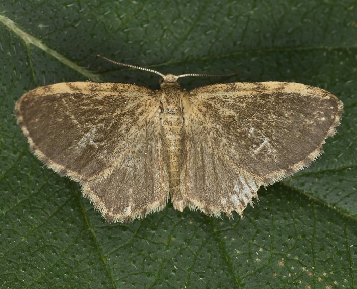 Erlengebsch-Spanner (Euchoeca nebulata)