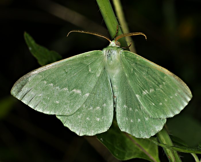 Grnes Blatt  (Geometra papilionaria)