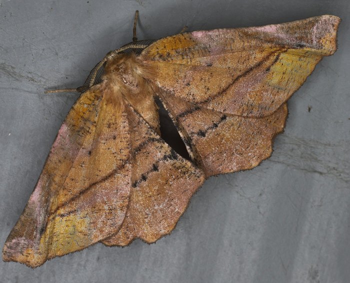 Fliederspanner (Apeira syringaria)