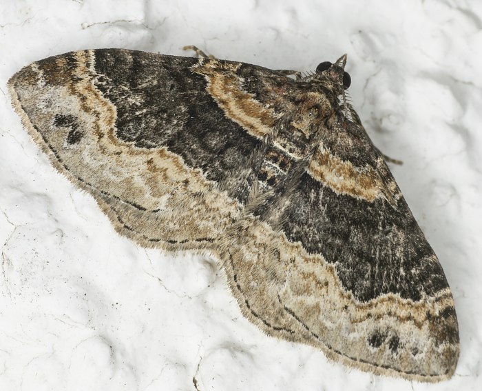 Dunkler Rostfarben-Blattspanner (Xanthorhoe ferrugata)