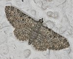 (Eupithecia semigraphata) [1543 views]