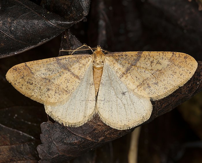 Orangegelber Breitflgelspanner  (Agriopis aurantiaria)