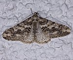Weigrauer Breitflgelspanner (Agriopis leucophaearia) [1973 views]
