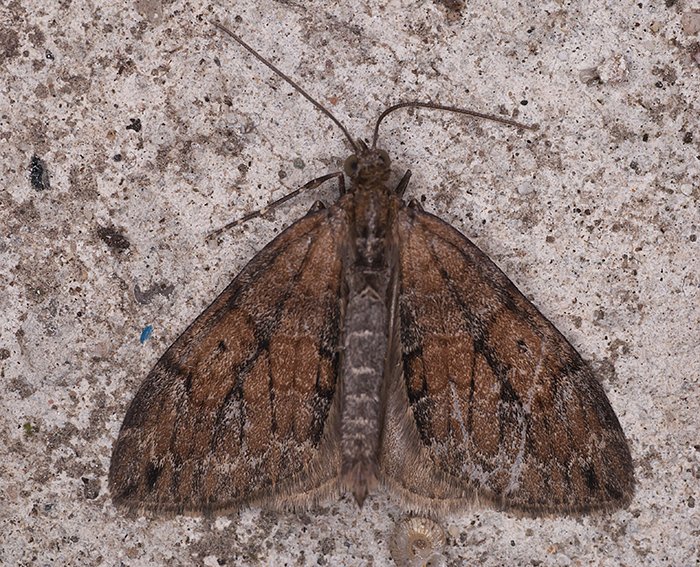 Zweibrtiger Kiefern-Nadelholzspanner (Thera obeliscata)