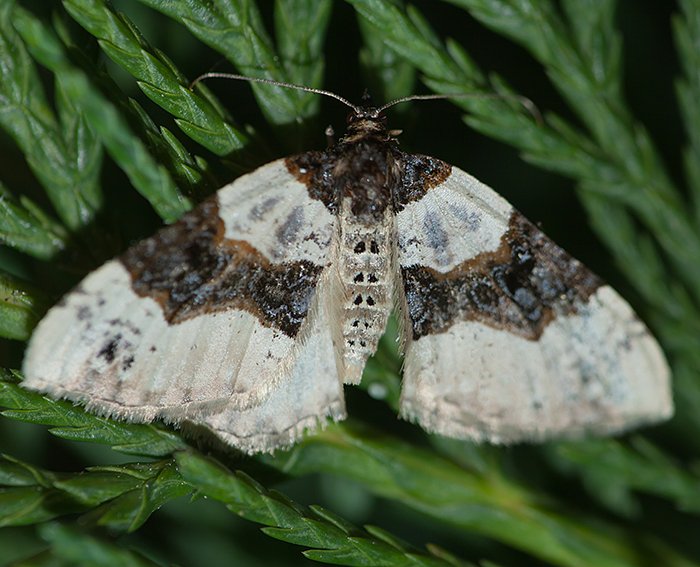 Schwarzaugen-Bindenspanner (Cosmorhoe ocellata)