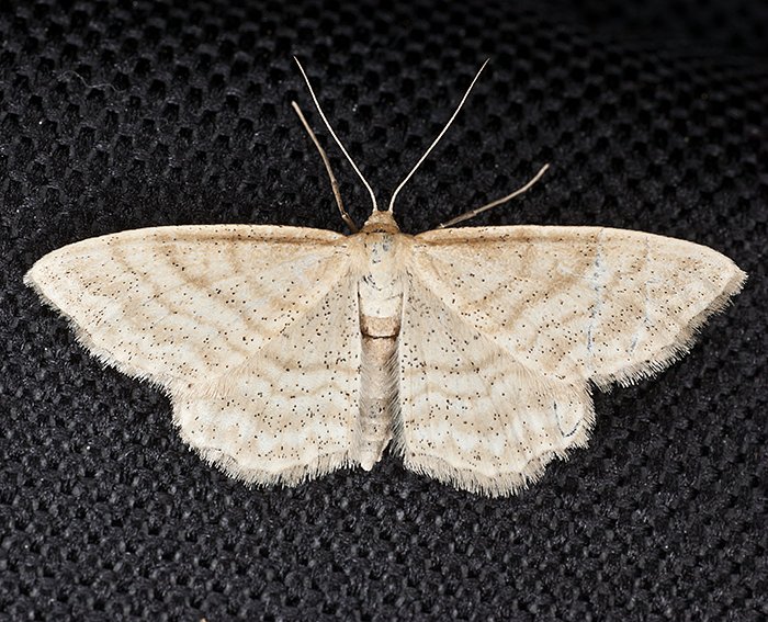 Brachwiesen-Zwergspanner (Idaea macilentaria) Brachwiesen-Zwergspanner (Idaea macilentaria)