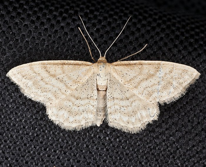 Brachwiesen-Zwergspanner  (Idaea macilentaria)