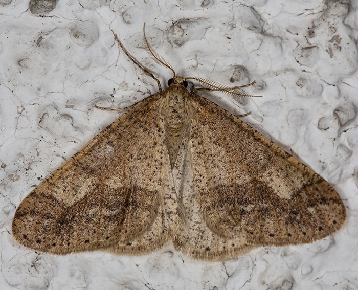 Graugelber Breitflgelspanner (Agriopis marginaria) ♂