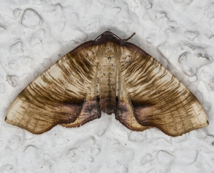 Hobelspanner (Plagodis dolabraria)