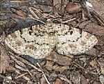 Fichtenzapfen-Bltenspanner (Eupithecia abietaria) [1400 views]