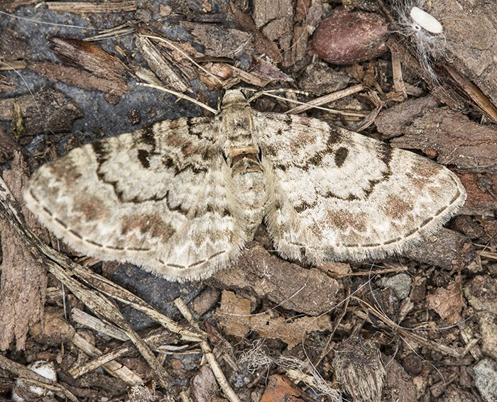 Fichtenzapfen-Bltenspanner (Eupithecia abietaria)