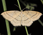 Rotbuchen-Grtelpuppenspanner (Cyclophora linearia) [2347 views]