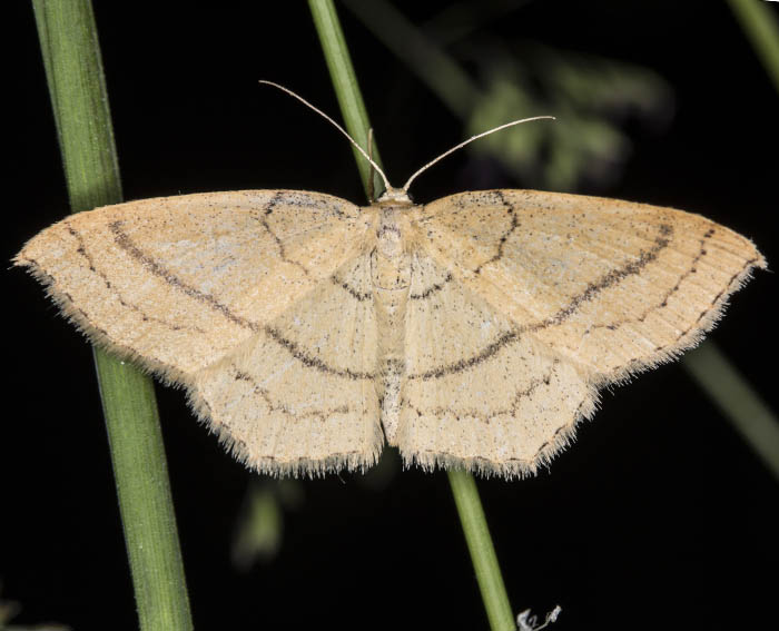 Rotbuchen-Grtelpuppenspanner (Cyclophora linearia)