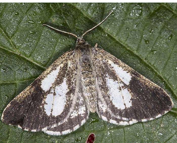 Kiefernspanner (Bupalus piniaria) ♀