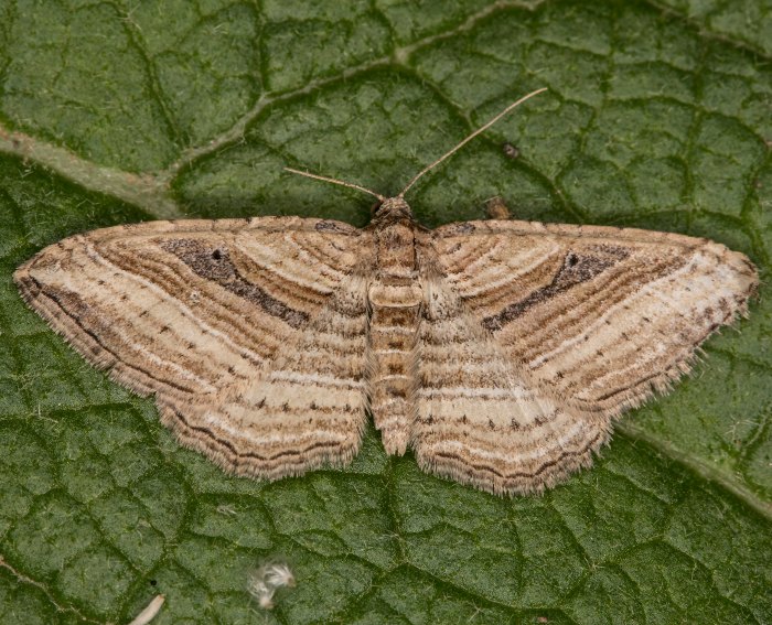 Viellinien-Blattspanner (Costaconvexa polygrammata)