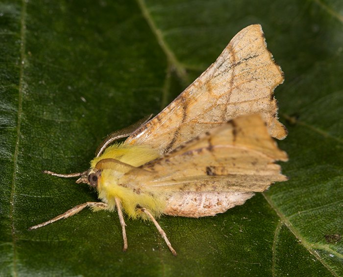 Erlen-Zackenrandspanner (Ennomos alniaria)